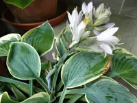 DSC00683.webp