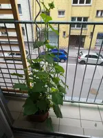 IMG_20170702_170059.jpg