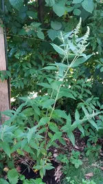 07_20170705_160549_resized_1.webp