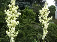 BILD7405.webp