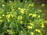 BILD7428.webp