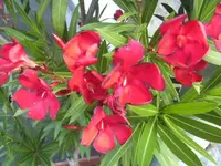 BILD7456.webp
