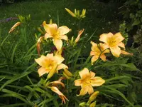 BILD7418.webp