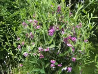 BILD7419.webp
