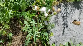 20170705_105130.webp