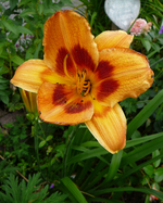 P1140102.webp