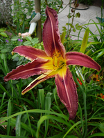 P1140104.webp