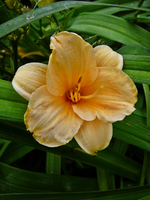 P1140110.webp