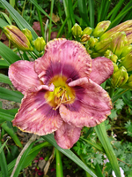 P1140119.webp