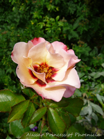 P1140124.webp
