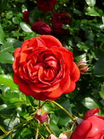 P1140126.webp