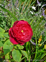 P1140128.webp
