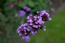 Verbena bonariensis1208.webp