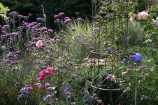Verbena bonariensis0610.webp