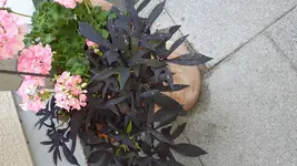 20170706_060946.webp