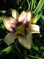 destined to see 1_600x800.webp