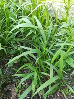 Gras 1.webp
