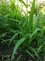 Gras 2.webp