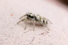 mini_spinne2.webp