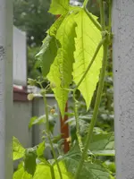 P7050457.webp