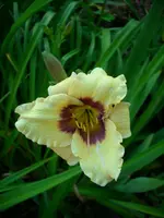 DSCI0369.webp