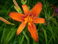 DSCI0372.jpg