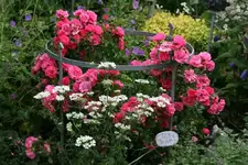 Rose Heidetraum0712a.webp