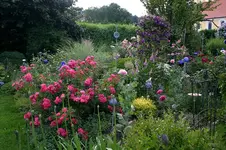 Rose Heidetraum0708.webp