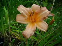 DSCI0374.webp