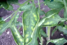 IMGP1323.webp