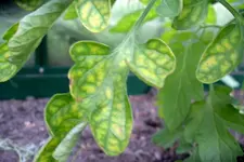 IMGP1325.webp