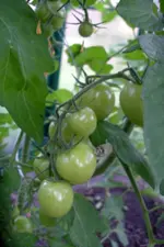 IMGP1320.webp