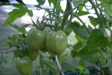 IMGP1321.webp