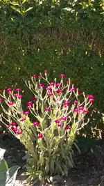 WP_20170621_013.webp