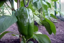IMGP1317.webp