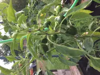 2017-07-07 Chili Fiesta Cayenne Mix.jpg