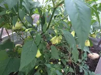 2017-07-06 Bishops Crown.webp
