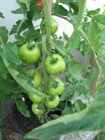 IMG_0900a.webp