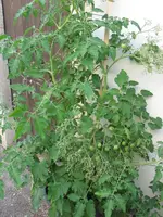IMG_0905a.webp