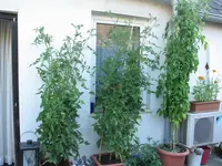 IMG_0909a.webp