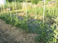 IMG_0919a.webp