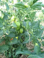 IMG_0924a.webp