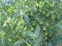 IMG_0925a.webp