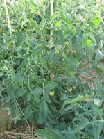 IMG_0926a.webp