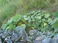 IMG_0927a.webp