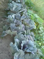 IMG_0928a.webp