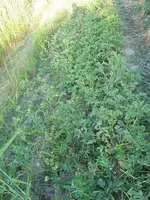 IMG_0929a.webp
