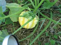 IMG_0931a.webp