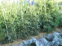 IMG_0933a.webp