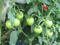 IMG_0934a.webp
